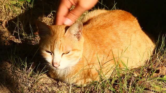 男人用手玩猫视频素材