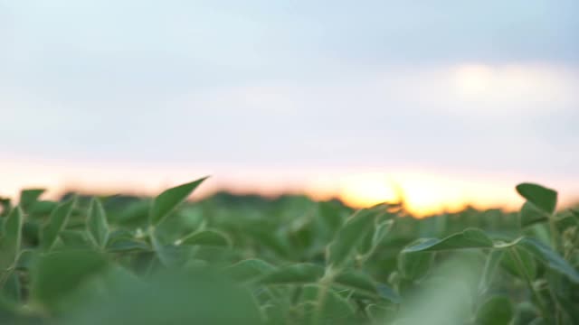 男性农民农学家在耕地中检查大豆植物视频素材