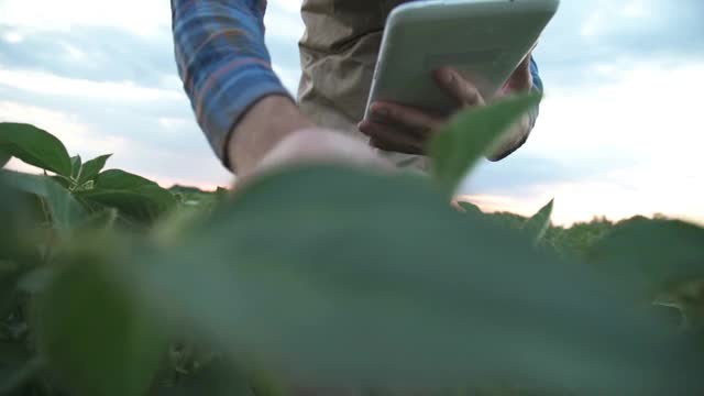 男性农民农学家在耕地中检查大豆植物视频素材