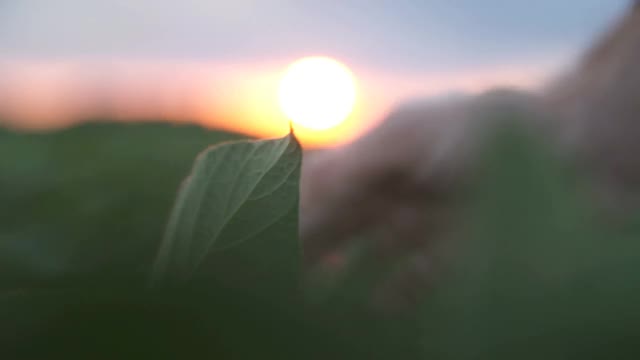 男性农民农学家在耕地中检查大豆植物视频素材