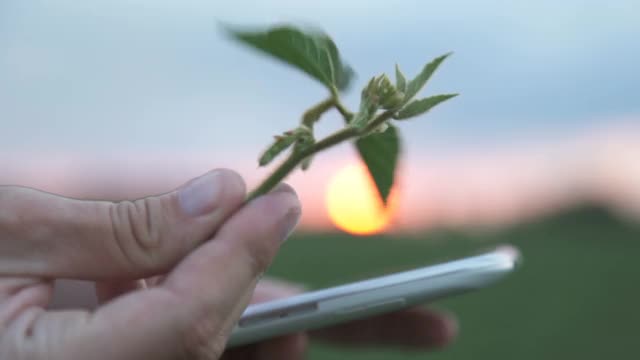 男性农民农学家在耕地中检查大豆植物视频素材