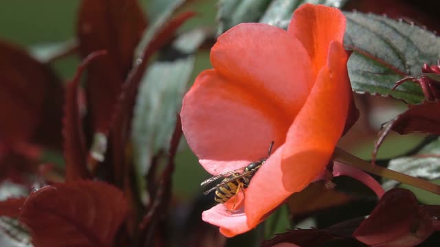 蜜蜂滑稽黄蜂起飞红花视频素材