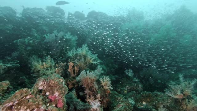 4k泰国珊瑚礁的生物多样性视频素材