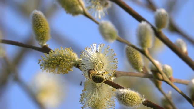 蜜蜂在黄芽花上传粉视频素材