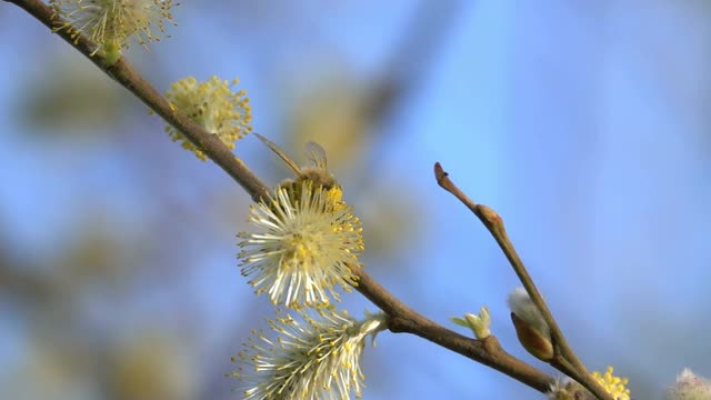 蜜蜂采集花蜜视频素材