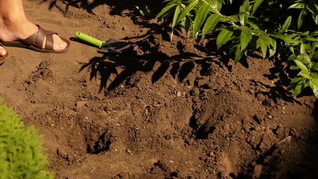 一个男人为在花园里种植植物准备土壤并浇水。视频素材