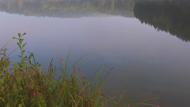 平静的湖面上有草和水中树木的倒影视频素材