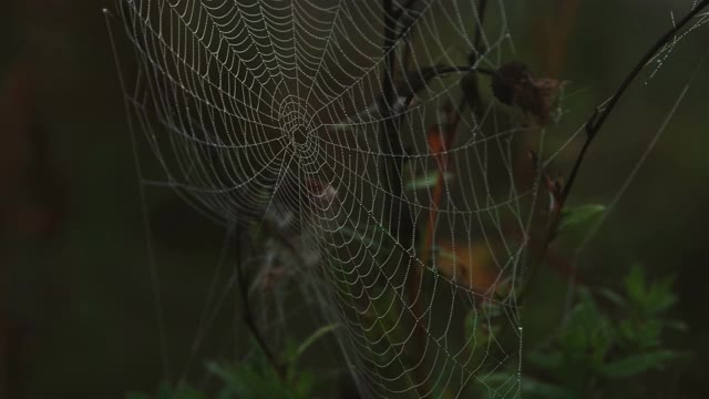 秋田草枝上的蛛网上的露珠视频素材