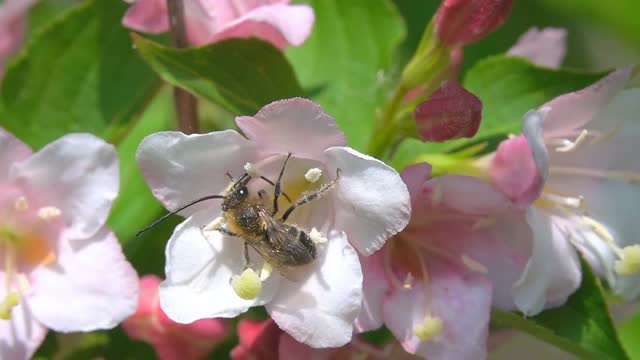 蜜蜂Longicornis天线视频素材