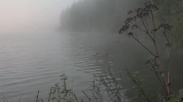 秋天的早晨湖面上有雾。景观与河流前景和森林远岸视频素材