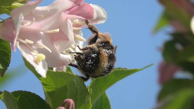 大黄蜂大蜜蜂视频素材