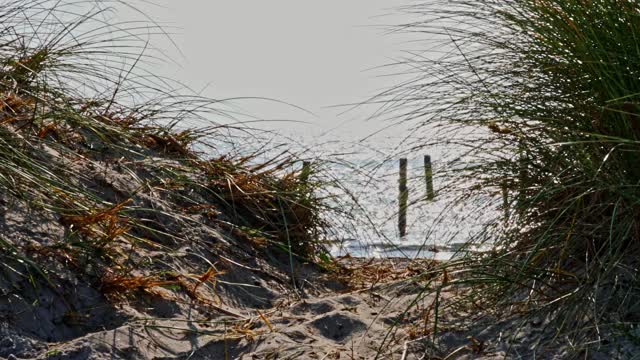 在炎热的夏天，穿过沙丘通向海滩的小路。景深浅。视频素材