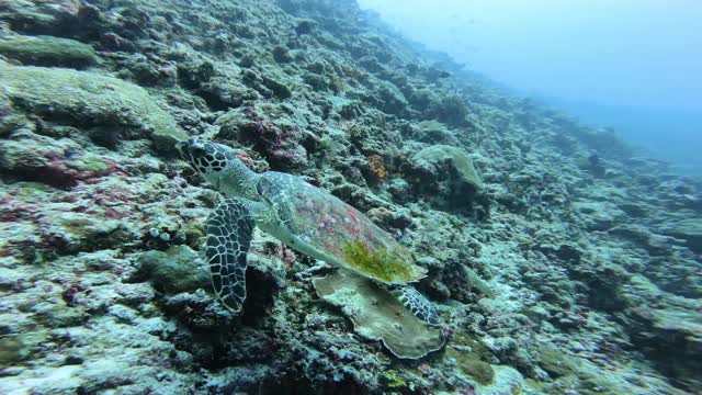 玳瑁海龟(Eretmochelys imbricata)游过马尔代夫南阿里环礁的珊瑚礁。视频素材