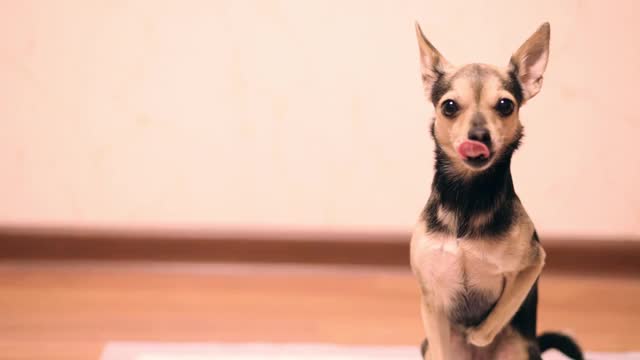 消化不良的狗，小猎犬在纸堆里视频素材