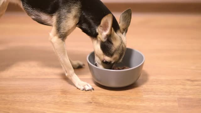 小猎犬在吃碗里的食物视频素材