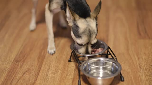 小狗小狗小猎犬吃软食品罐头食品视频素材