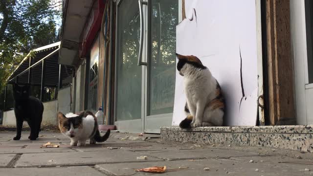 人行道上的流浪猫视频下载