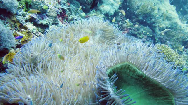 海葵和小丑鱼视频素材