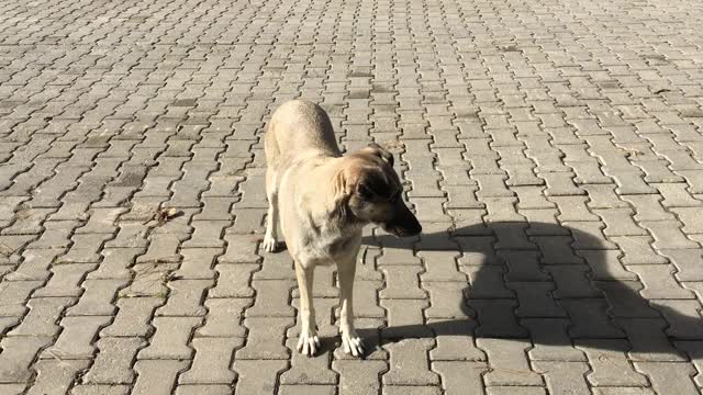 街头流浪狗视频下载