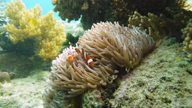 海葵和小丑鱼视频素材