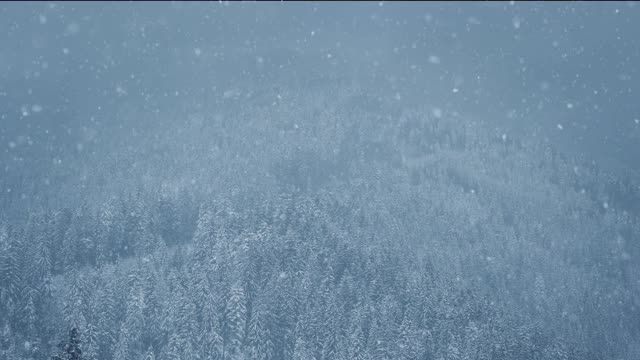 在寒冷的冬日里，高原森林正在下雪。在徒步旅行的高山上，大雪飘落在冰冻的冷杉树上视频素材