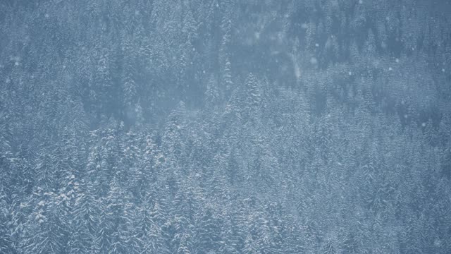 美丽的冬天森林覆盖着大雪。冷杉树在寒冷的雪天冻在高山上视频素材