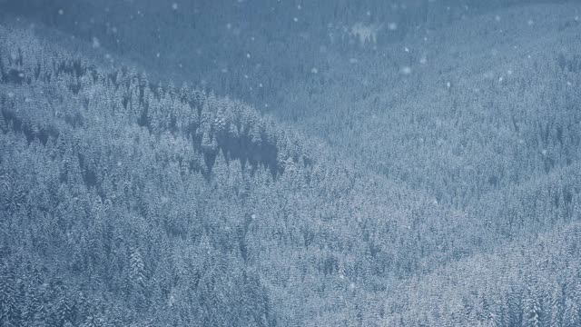 山上的森林里下雪了。雪天在高原自然公园拍摄在寒冷季节徒步旅行。雪花落在高地冰冻的树上视频素材