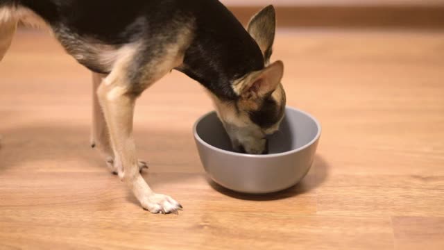 小玩具犬狗吃罐装食品，吃软的天然食品有食欲，享受美味均衡的新鲜食品视频素材