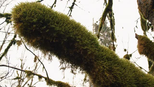 在太平洋西北山地环境仰望苔藓树枝视频素材