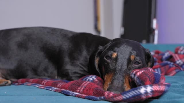 黑棕相间的老腊肠犬睡在自己的窝里或主人的床上，盖着柔软的毯子，主人抚摸着它。可爱的宠物在家的概念视频素材