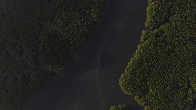 4k空中俯视图跟踪湿地河流在红树林视频素材