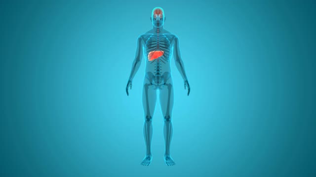 人体内部消化器官肝脏解剖动画概念视频素材