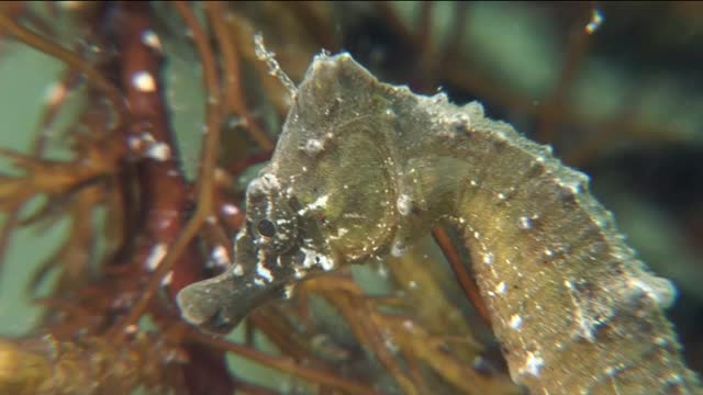 海马(海马体)是一种小型海洋鳍鱼。这种鳐的身体形状很像国际象棋中的马。视频素材