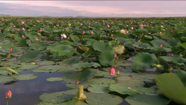 美丽的盛开的莲花。莲)在水面上。白色的睡莲花生长在森林湖中。美丽的漂浮的睡莲花瓣和花朵。视频素材