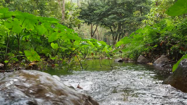 森林中的小溪和流水视频素材