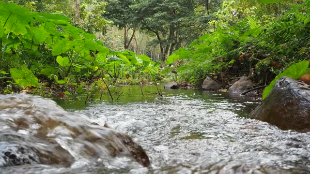 森林中的小溪和流水视频素材