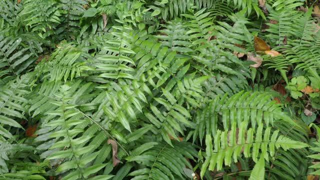 热带雨林中的蕨类植物视频素材