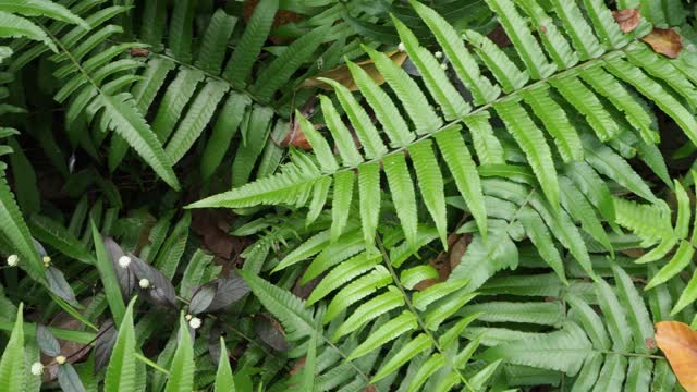 热带雨林中的蕨类植物视频素材