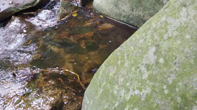 森林中的小溪和流水视频素材