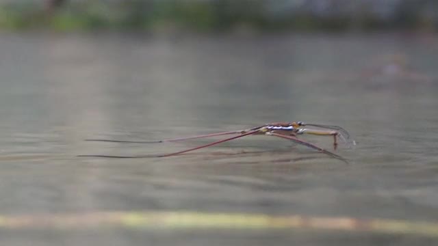 水黾，池塘溜冰者视频素材