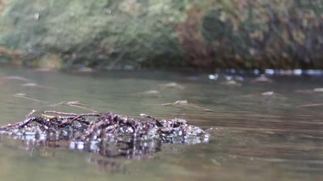 水黾，池塘溜冰者视频素材