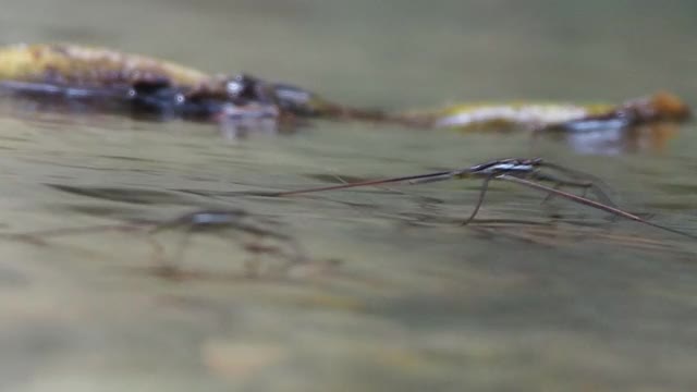 水黾，池塘溜冰者视频素材