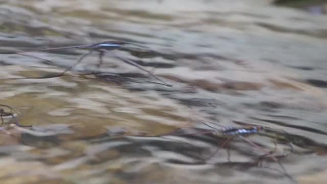 水黾，池塘溜冰者视频素材