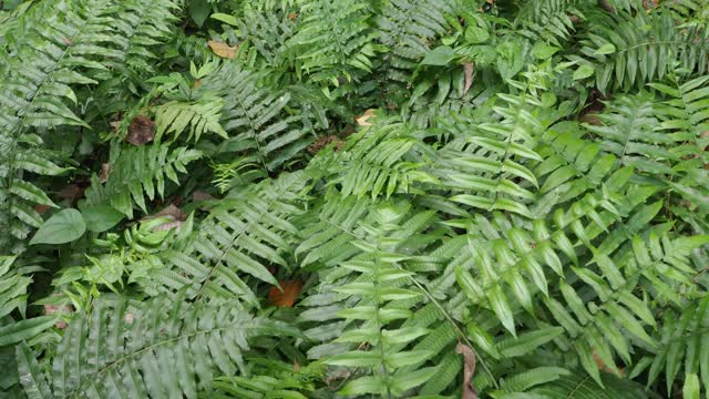 热带雨林中的蕨类植物视频素材