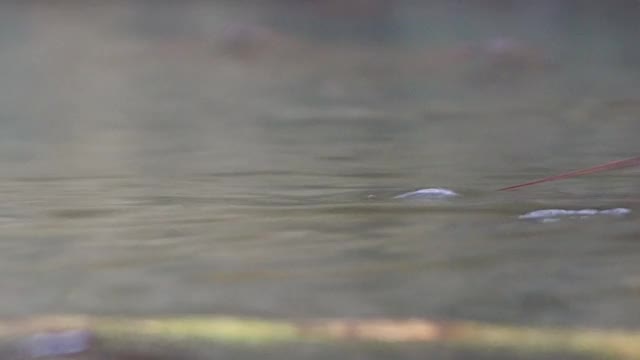 水黾，池塘溜冰者视频素材