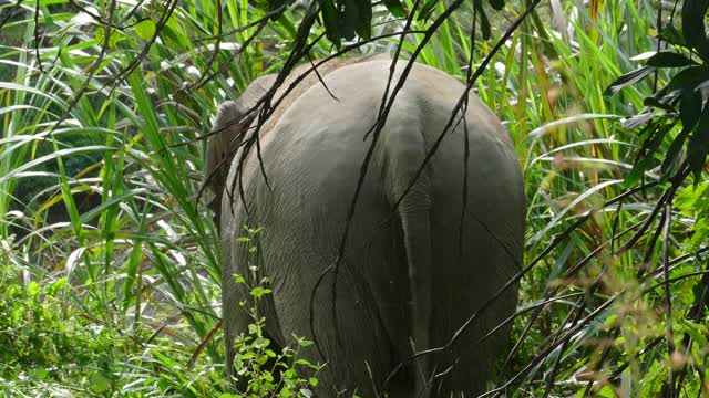 丛林里大象的后视图，4千块视频素材