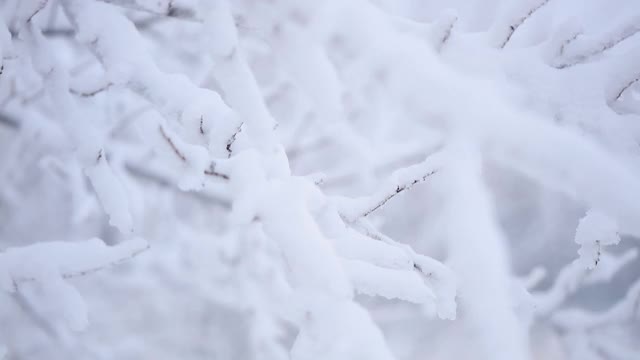 下雪的冬天。树枝上有很多雪，风轻轻摇晃。大选择聚焦。视频素材