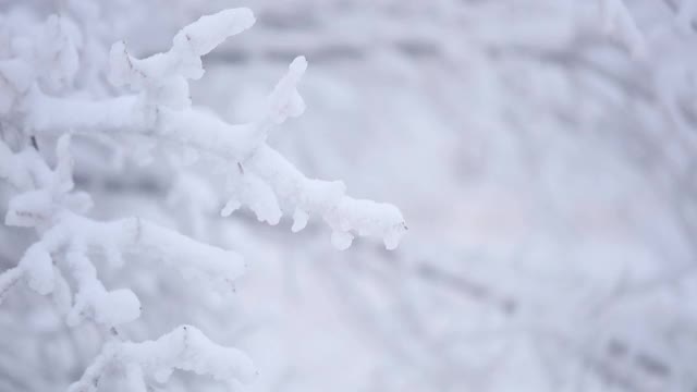 下雪的冬天。树枝上有很多雪，风轻轻摇晃。大选择聚焦。视频素材