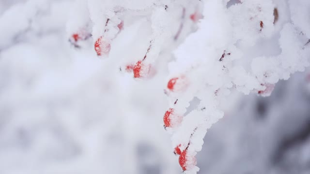 冬天的自然印花与红玫瑰与雪。灌木与选择焦点和模糊的背景。视频素材