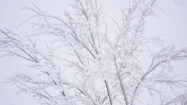 下雪的冬天。树枝上有很多雪，风轻轻摇晃。大选择聚焦。视频素材